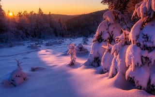 Картинка Рассвет яркого зимнего солнца в заснеженном лесу