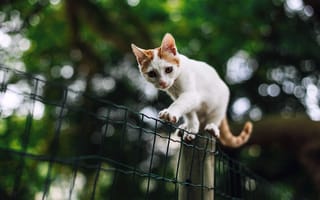 Картинка Красивый белый кот с рыжими пятнами идет по забору