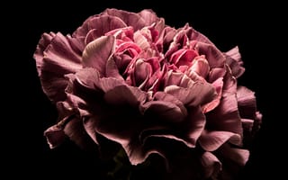 Обои Красивый розовый цветок гвоздики на черном фоне
