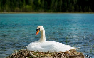 Картинка Красивый белый лебедь в гнезде у озера