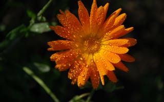 Картинка Оранжевый цветок календула в каплях росы