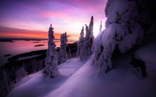 Картинка Сиреневый закат над заснеженным лесом