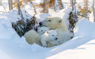 Картинка Большая белая медведица с медвежатами в снегу