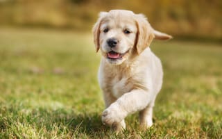 Картинка Маленький щенок золотистого ретривера бежит по зеленой траве