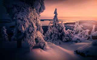 Обои Заснеженные ели в зимнем лесу на фоне неба на закате