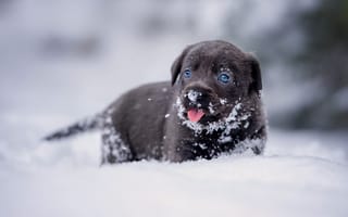 Обои Маленький щенок лабрадора в снегу