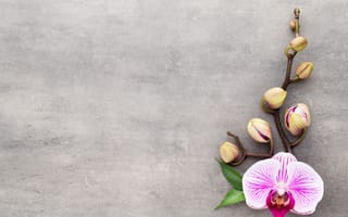 Картинка Розовый цветок орхидеи с бутонами на сером фоне