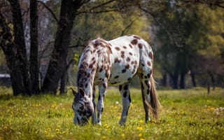 Картинка Белая пятнистая лошадь гуляет по зеленой траве