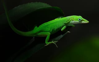 Картинка Красивая зеленая ящерица на листе