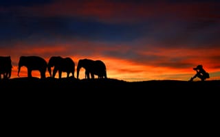 Картинка Девушка фотографирует слонов на закате