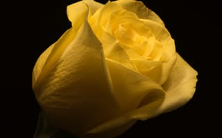 Картинка Красивая желтая роза на черном фоне крупным планом