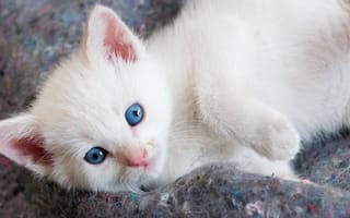 Обои Красивый белый котенок с голубыми глазами