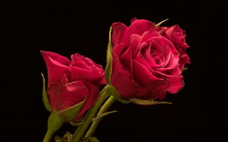 Картинка Три красивые розы на черном фоне