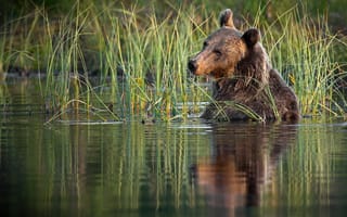 Картинка Большой бурый медведь сидит в воде