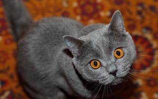 Картинка Породистый британский кот с желтыми глазами