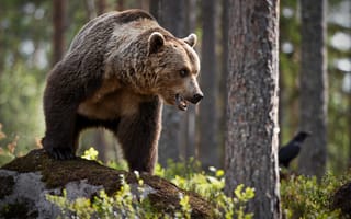 Картинка Большой грозный бурый медведь стоит в лесу