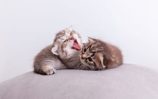 Картинка Два милых маленьких котенка на подушке