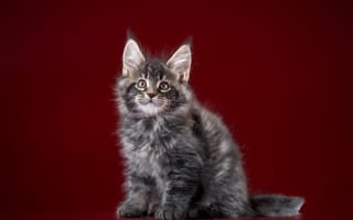Картинка Пушистый серый котенок мейн кун на красном фоне