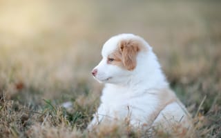 Картинка Маленький щенок австралийской овчарки сидит на траве
