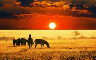 Картинка Стадо зебр пасется в саванне на закате