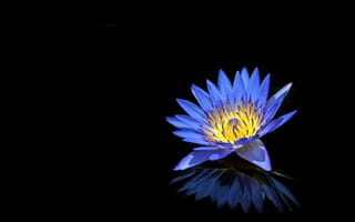 Картинка Синий цветок лотоса отражается в черной поверхности