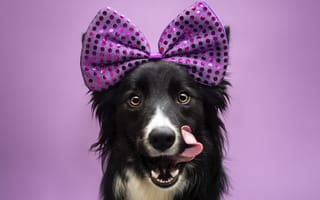Картинка Собака Бордер-Колли с бантом на голове с высунутым языком
