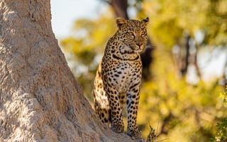 Картинка Большой леопард сидит у дерева в лучах солнца