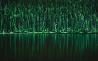 Картинка Зеленый хвойный лес отражается в спокойной речной воде