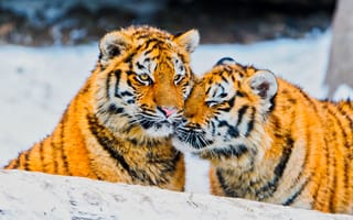 Картинка Два влюбленных тигра в заснеженном лесу