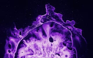 Картинка Фиолетовый коралл под микроскопом