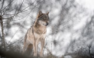 Картинка Большой серый волк стоит в холодной лесу