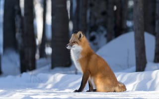 Картинка Хитрая рыжая лиса сидит на снегу в лесу