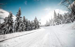 Картинка Заснеженная дорога в хвойном лесу зимой