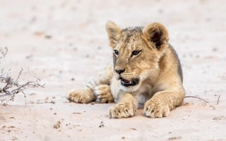 Картинка Маленький забавный львенок лежит на песке