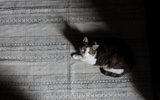Картинка Большой серый с белым кот лежит на кровати