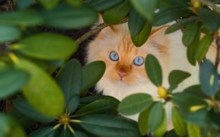 Картинка Красивый бежевый голубоглазый кот в зеленых листьях