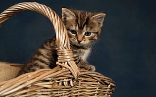 Картинка Маленький серый котенок сидит в плетеной корзине