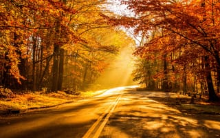 Картинка Яркое солнце на дороге в осеннем лесу