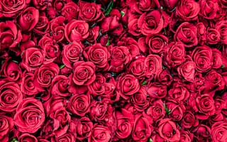 Картинка Много красных цветков розы крупным планом