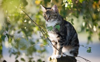 Картинка Большой серый кот сидит на заборе у дерева