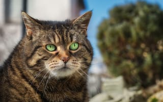 Картинка Морда большого серого кота с зелеными глазами