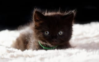 Картинка Пушистый черный котенок лежит на кровати