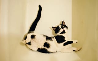 Картинка Черно - белый котенок лежит в белой ванной