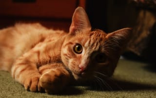 Картинка Рыжий красивый кот лежит на полу