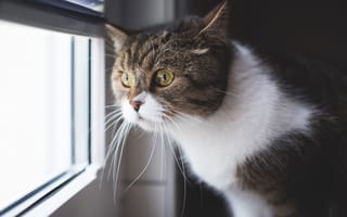 Картинка Большой серый с белым кот смотрит в окно