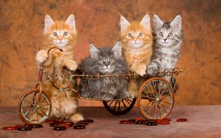Картинка Забавные котята породы мейн кун в игрушечном велосипеде