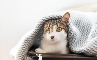 Картинка Кот сидит на чемодане под одеялом