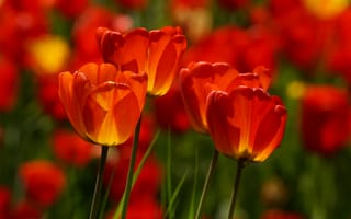 Картинка Яркие алые тюльпаны в лучах солнца весной