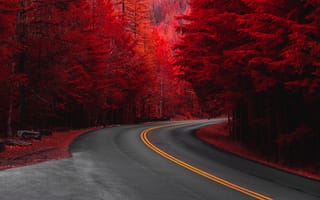 Картинка Деревья с красными листьями у дороги осенью