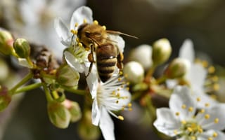 Обои Пчела собирает нектар на белом цветке вишни